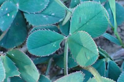 <i>Trifolium repens</i>
