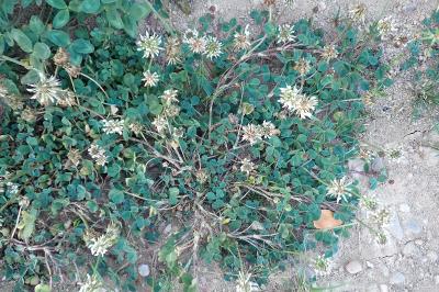<i>Trifolium repens</i>