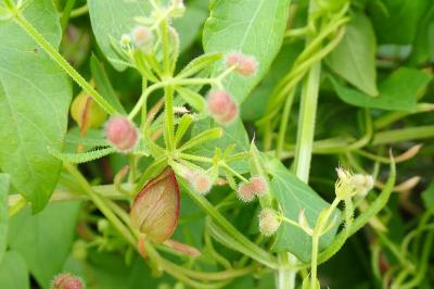 <i>Galium aparine</i>