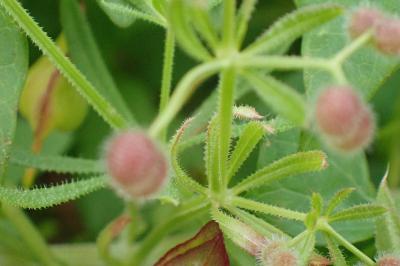 <i>Galium aparine</i>