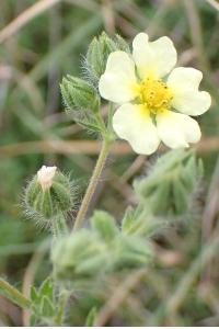<i>Potentilla recta</i>
