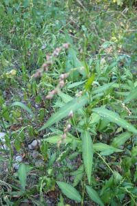 <i>Persicaria hydropiper</i>
