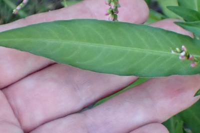 <i>Persicaria hydropiper</i>