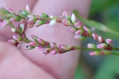 <i>Persicaria hydropiper</i>