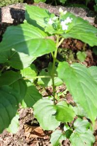 <i>Circaea x intermedia</i>