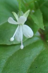 <i>Circaea x intermedia</i>