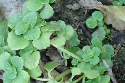 <i>Chrysosplenium oppositifolium</i>