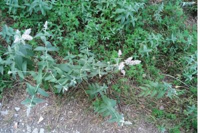 <i>Mentha longifolia</i>