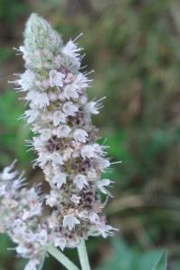 <i>Mentha longifolia</i>