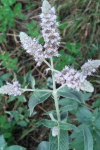 <i>Mentha longifolia</i>
