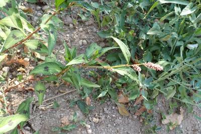 <i>Persicaria maculosa</i>