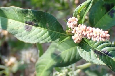 <i>Persicaria maculosa</i>
