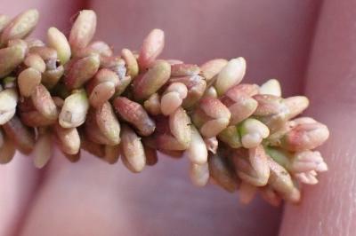 <i>Persicaria maculosa</i>