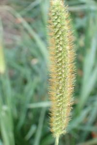 <i>Setaria pumila</i>