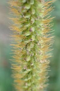 <i>Setaria pumila</i>