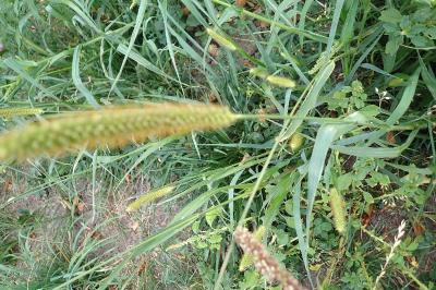 <i>Setaria pumila</i>