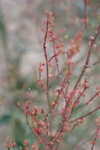 <i>Rumex acetosella</i>