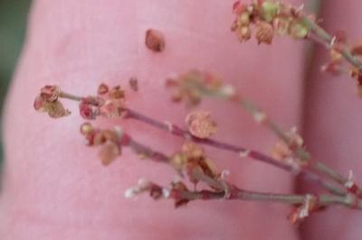 <i>Rumex acetosella</i>