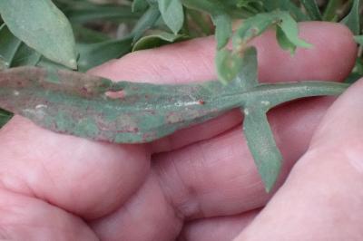 <i>Rumex acetosella</i>