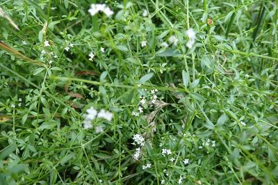 <i>Galium palustre</i>