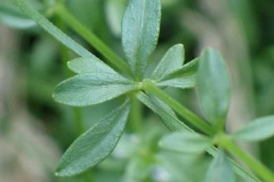 <i>Galium palustre</i>