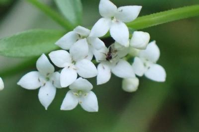 <i>Galium palustre</i>