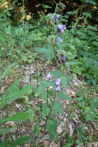 <i>Campanula trachelium</i>