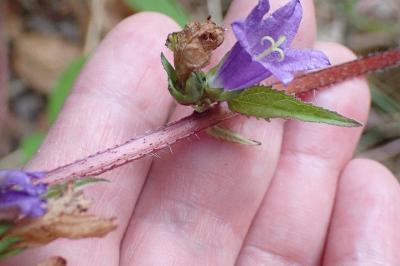 <i>Campanula trachelium</i>