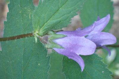 <i>Campanula trachelium</i>