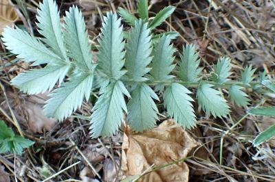 <i>Argentina anserina</i>