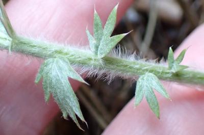 <i>Argentina anserina</i>