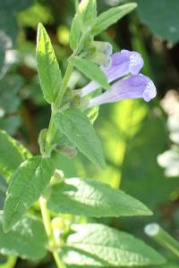 <i>Scutellaria galericulata</i>