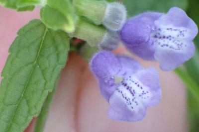 <i>Scutellaria galericulata</i>