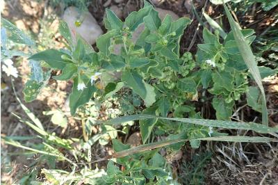 <i>Solanum nigrum</i>