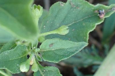 <i>Solanum nigrum</i>