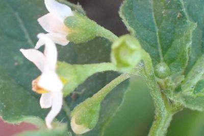 <i>Solanum nigrum</i>
