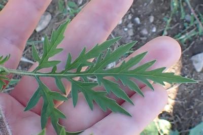 <i>Ambrosia artemisiifolia</i>