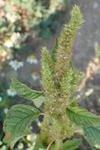 <i>Amaranthus retroflexus</i>