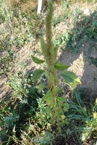<i>Amaranthus retroflexus</i>