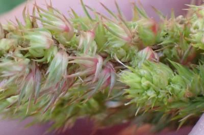 <i>Amaranthus retroflexus</i>