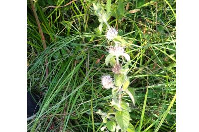 <i>Mentha aquatica</i>
