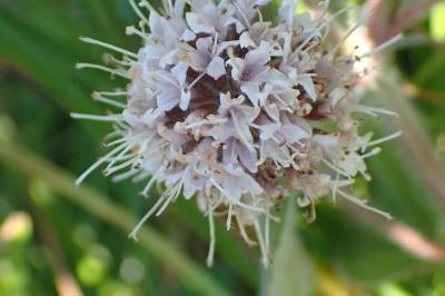 <i>Mentha aquatica</i>