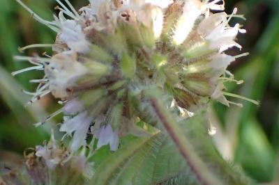 <i>Mentha aquatica</i>