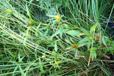 <i>Bidens frondosa</i>