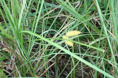 <i>Carex rostrata</i>