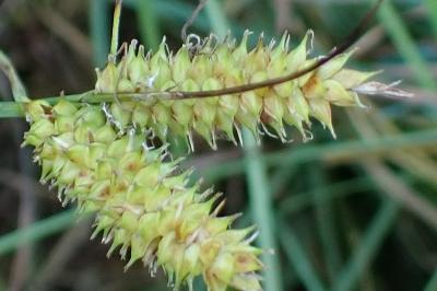 <i>Carex rostrata</i>