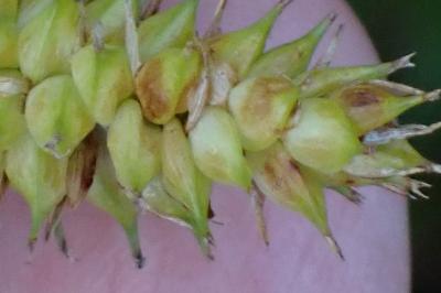 <i>Carex rostrata</i>