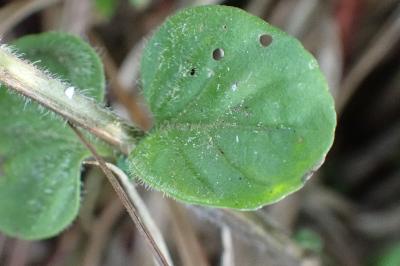 <i>Mentha aquatica</i>