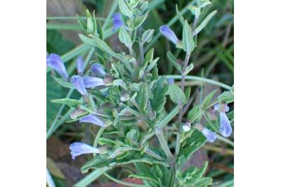 <i>Scutellaria galericulata</i>