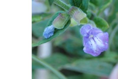 <i>Scutellaria galericulata</i>